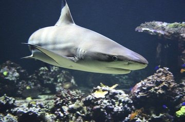В кишечнике глубоководных акул обнаружили пластик