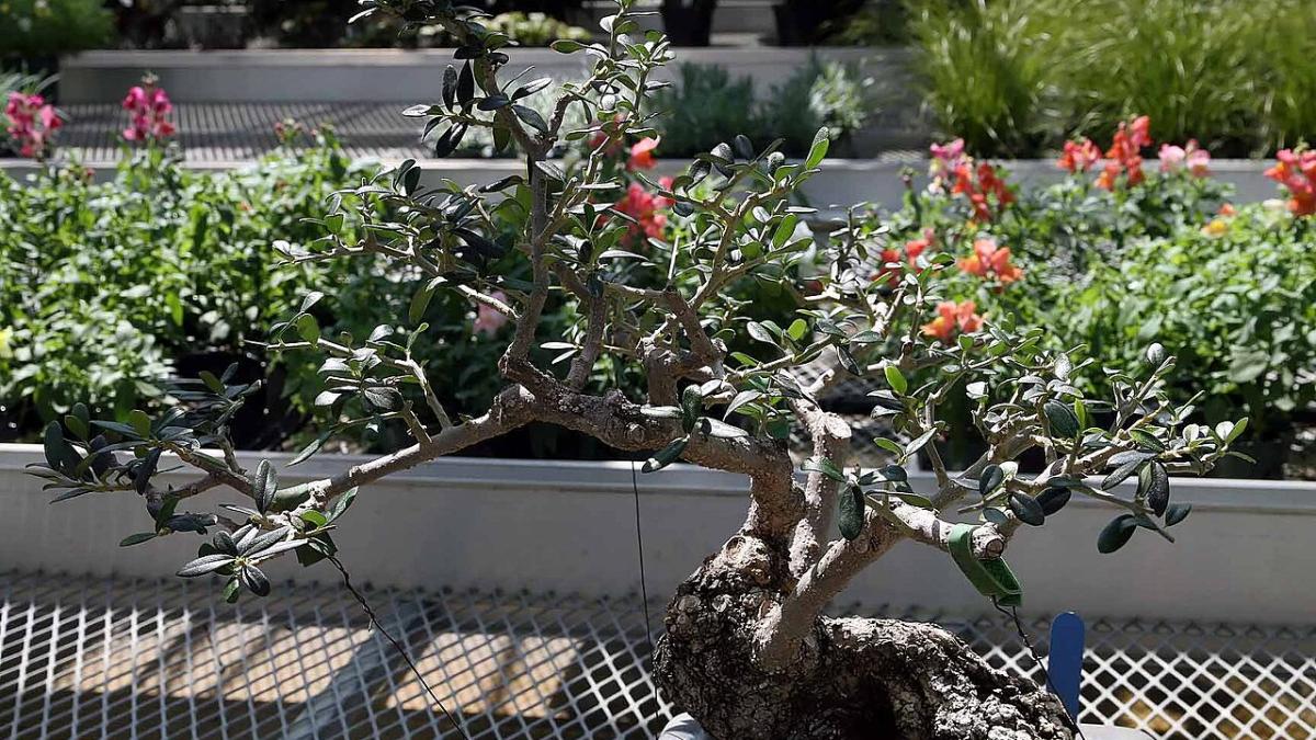 Оливковое дерево