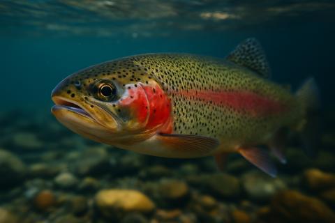 В Хабаровском крае поступила партия кормов для форели из Франции — КП