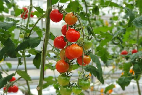 В Карелии увеличат финансирование малого агробизнеса — Администрация Карелии