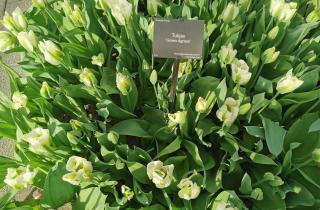 Тёплое освещение усиливает рост тюльпанов — агрономы