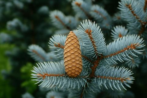 ветка голубой ели с шишкой