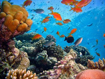 Гибель коралловых рифов несет в себе страшную опасность