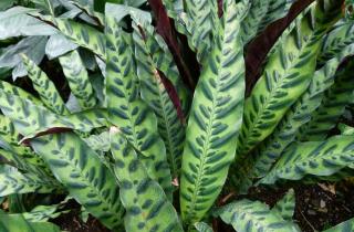 Увлажнитель воздуха защищает тропические растения от замней сухости в доме