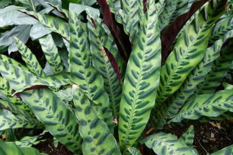 Увлажнитель воздуха защищает тропические растения от замней сухости в доме