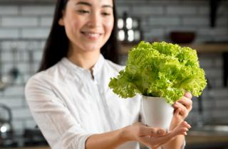 Семена салата быстрее взошли после замачивания — агрономы