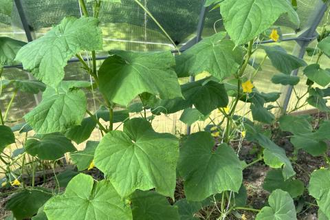 Огурцы и картофель конкурируют за воду и питание — Белновости