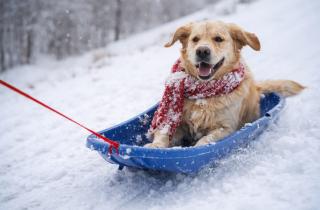 Зимой собаки страдают молча: один шаг перед прогулкой поможет избежать боли