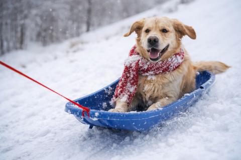 Зимой собаки страдают молча: один шаг перед прогулкой поможет избежать боли