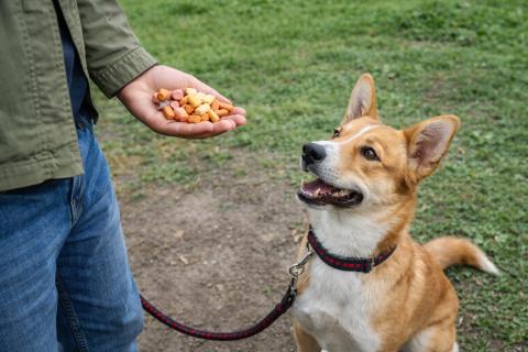 Животные выбирают лидера по уровню энергетики — ветеринар Шеляков