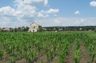 Ротация культур снизила истощение почвы — агрономы