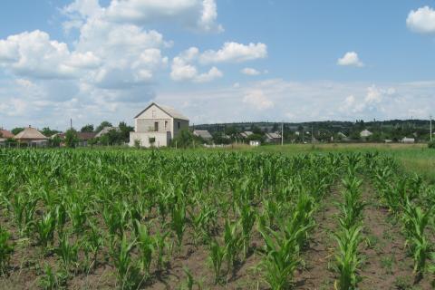 Ротация культур снизила истощение почвы — агрономы