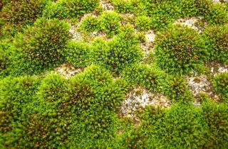 Мох снижает аэрацию почвы и угнетает овощные культуры — AgroXXI