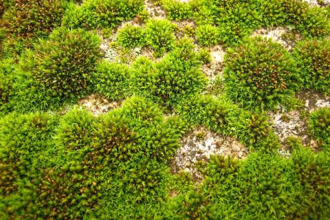 Мох снижает аэрацию почвы и угнетает овощные культуры — AgroXXI