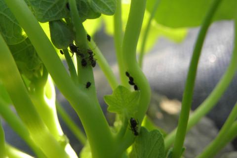 Мыльный раствор эффективен против тли — ботаники