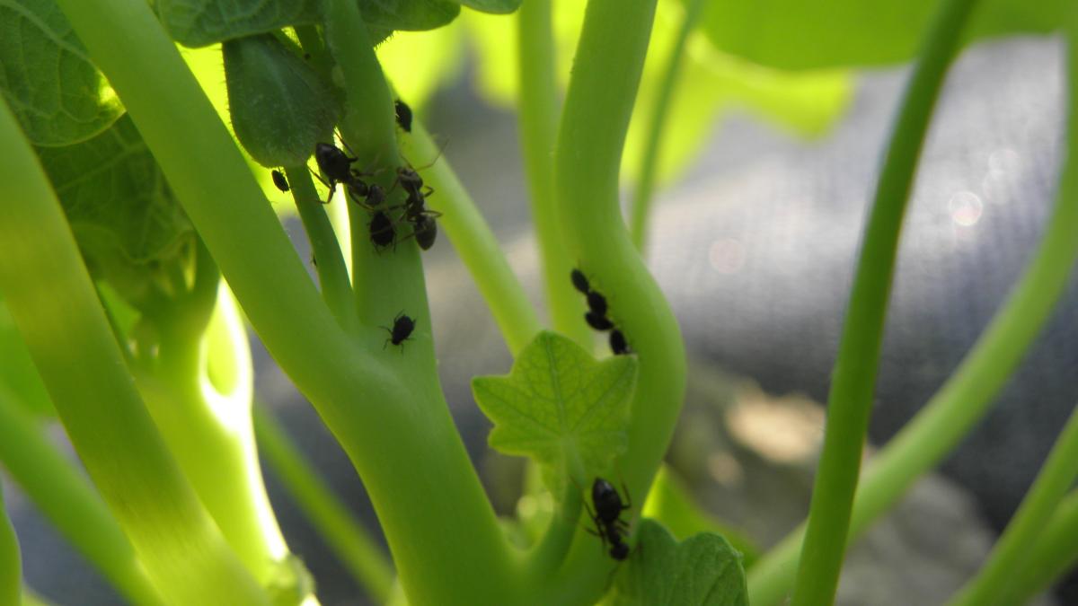 Чёрная бобовая тля