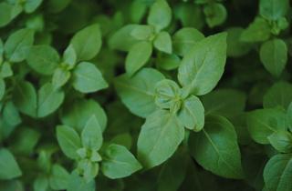 Гидропонный способ ускоряет рост базилика в стеклянной бутылке