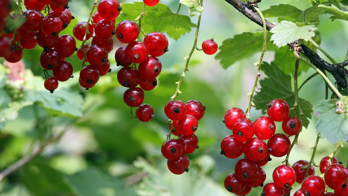 Красная смородина