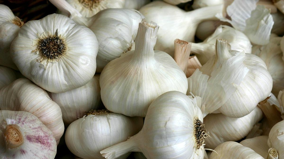 Чеснок