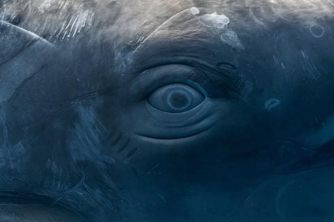 Учёные нашли ПФАС в печени и крови морских млекопитающих