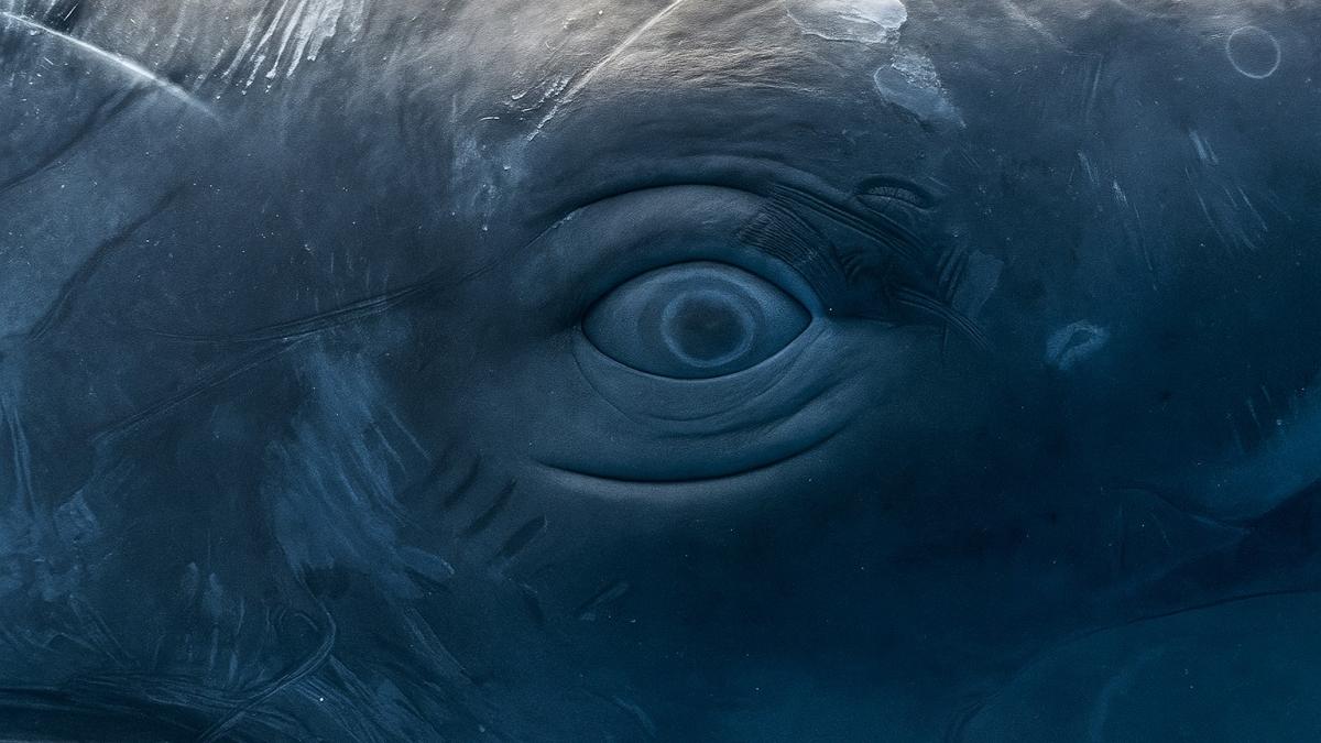 Подводный кит