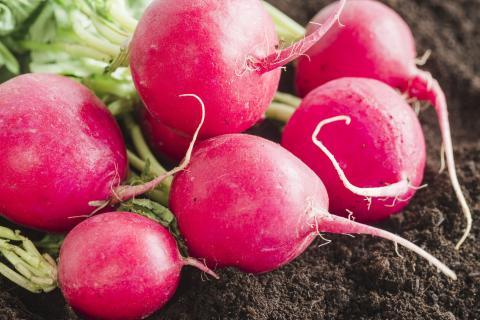 Крапивный настой увеличил корнеплод редиса — агрономы