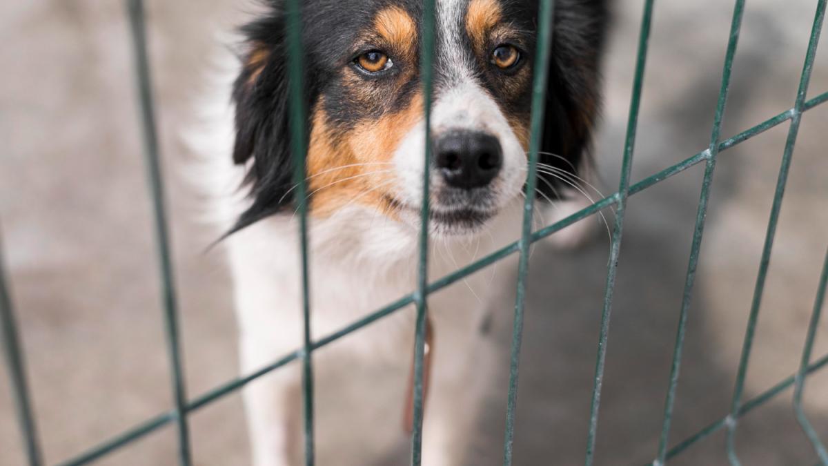 Собака в приюте