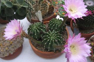 Тёплая зимовка опасна для кактусов — садоводы