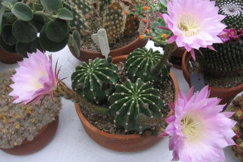 Тёплая зимовка опасна для кактусов — садоводы