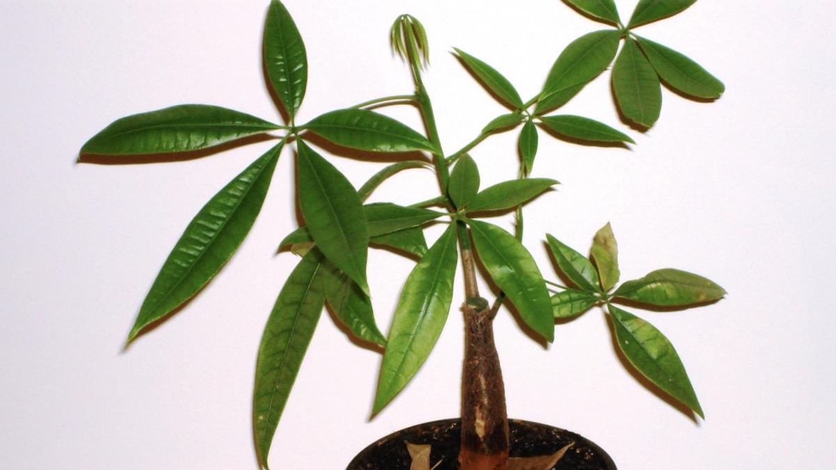 Пахира водная