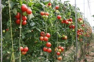 Плотная посадка снизила урожайность томатов — ботаники