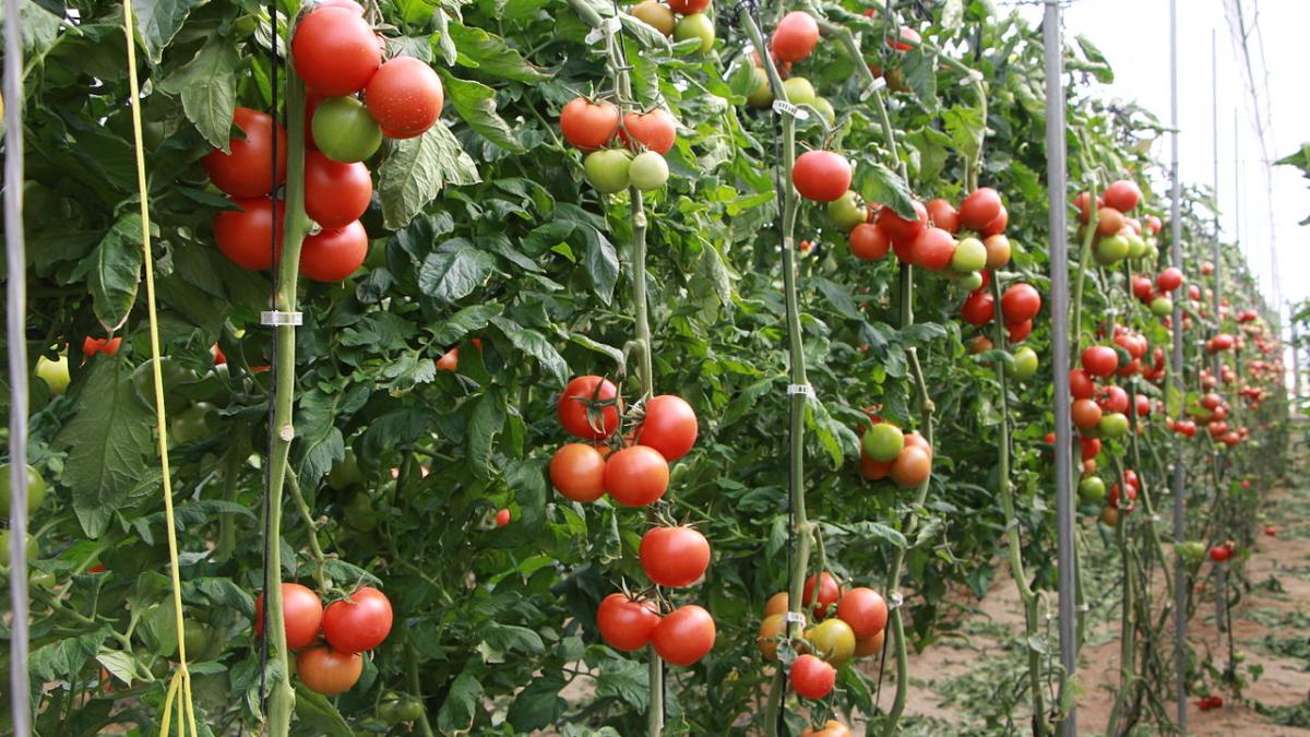 Созревающие помидоры