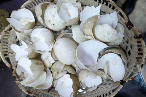 Яичную скорлупу используют в огороде как источник кальция — Белновости