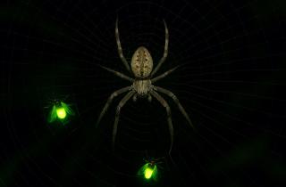 Крупнейшая в мире паутина занимает 106 квадратных метров: учёные поразились, когда узнали, кто её сплёл