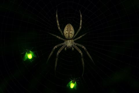 Крупнейшая в мире паутина занимает 106 квадратных метров: учёные поразились, когда узнали, кто её сплёл