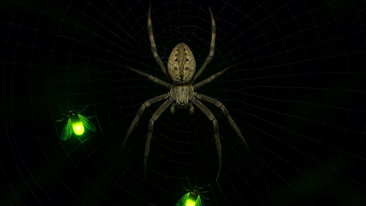 Паук и светлячки