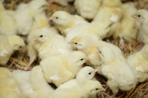 Камчатская птицефабрика нарастила производство и запускает новые продукты