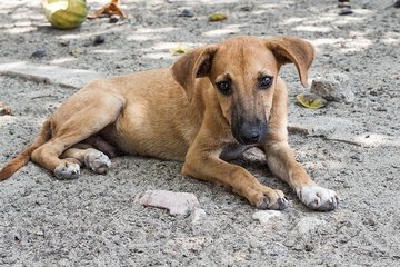 Жители Тульской области просят закрыть незаконный приют для животных