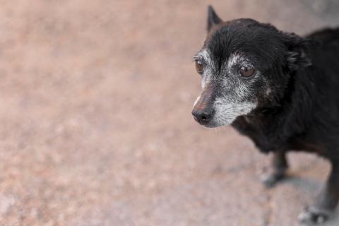 Под Анадырем автомобиль врезался в столб из-за собаки — ИА Чукотка