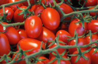 Гель с семян томатов можно удалить замачиванием — агрономы