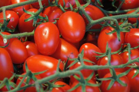 Гель с семян томатов можно удалить замачиванием — агрономы