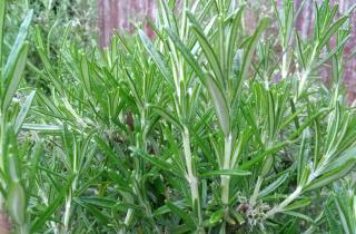 Розмарин размножают черенками длиной 10–12 см — садоводы