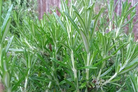 Розмарин размножают черенками длиной 10–12 см — садоводы