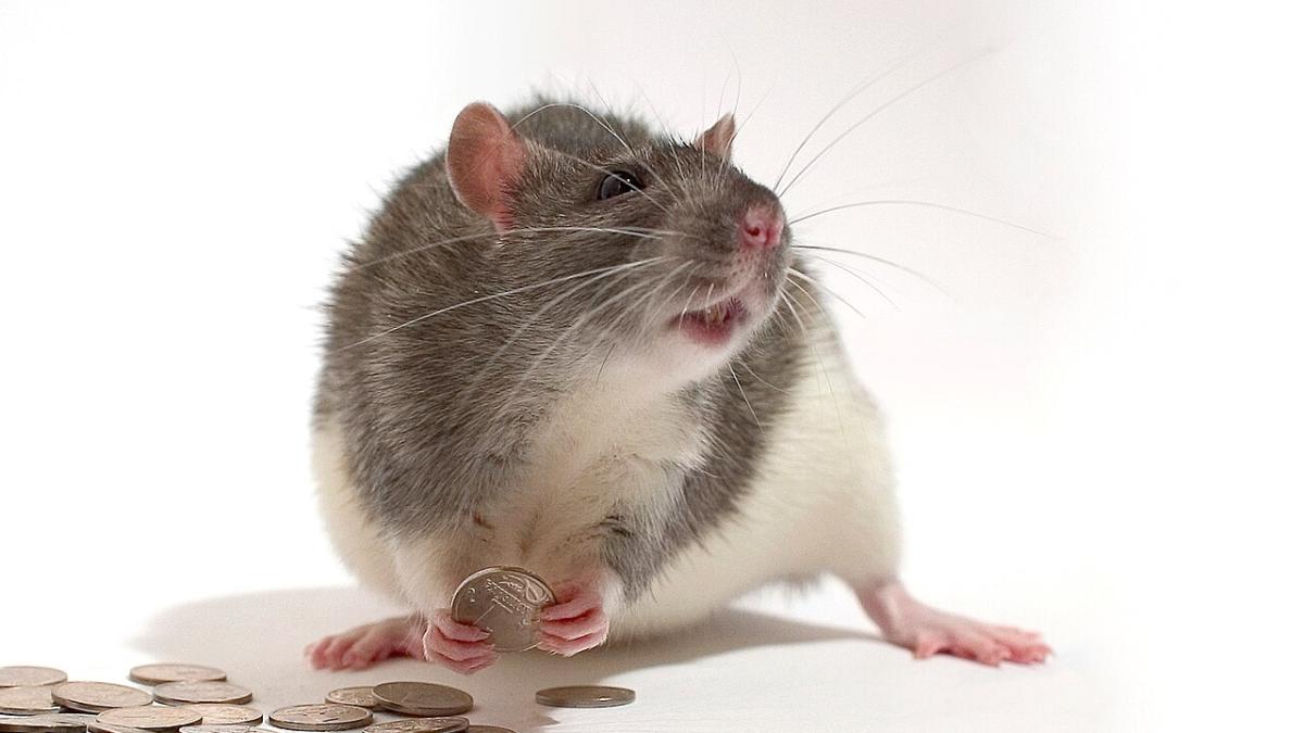 крыса собирает рубли