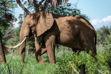 Биологи назвали причину массовой гибели слонов в Ботсване