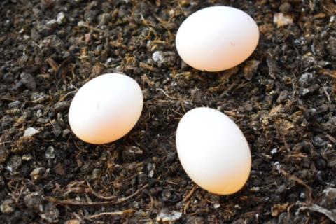 Картофельный отвар ускоряет рост цветов — ботаники