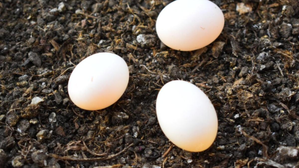яйца на земле