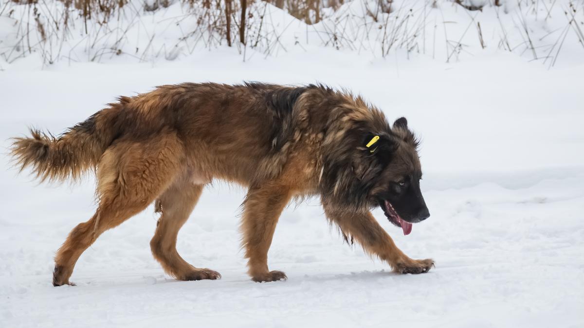 Стерилизованная бездомная собака
