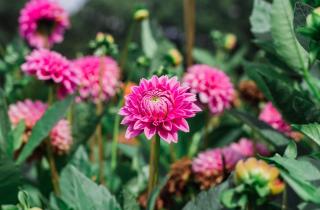 Земляника адаптируется к участку при зимнем посеве — садоводы