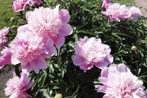 Пионы не цветут из-за слишком глубокой посадки — Белновости